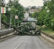 Дебели дървета са повалени на входа на град Павликени

Снимка: Фейсбук Георги Петров