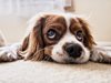 Хората могат да "заразяват" кучетата със стрес