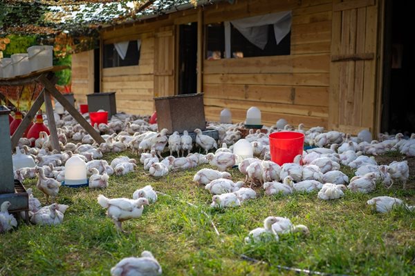 Капацитетът на “Съни фарм” е 2200 пилета едновременно.