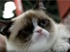 Най-известната котка в света - Grumpy cat, става филмова звезда (Видео)
