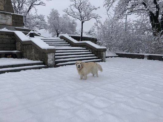 Кучетата припкаха на воля в снега в подножието на двата паметника.