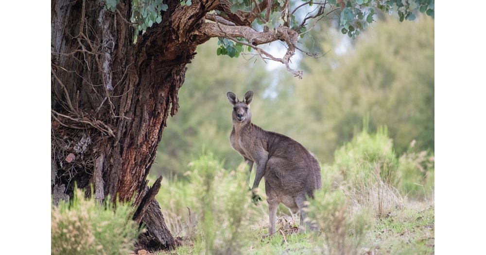 Three ancient species of large kangaroo have been discovered in ...