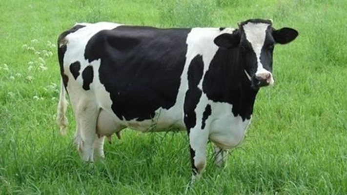 Унищожават 567 крави заради болестта нодуларен дерматит