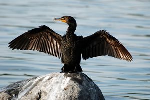 Рибар уби корморан край Кърджали, задържаха го