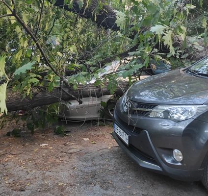 Автомобилът  трудно се вижда от обгърналите го клони.