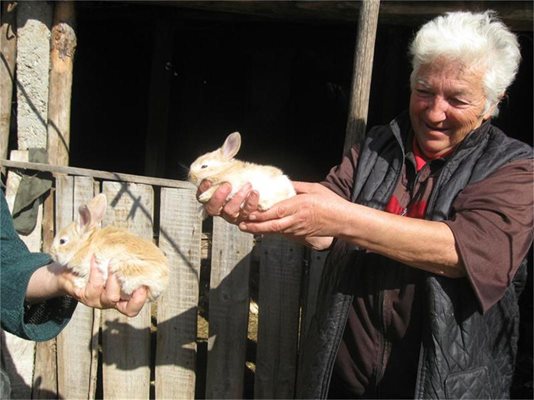 Жълти зайчета се родиха в кюстендилско село