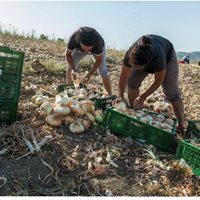 Италия се чуди кой ще обере реколтата в земеделието, след като си тръгнаха чуждите работници