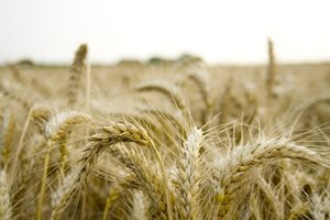 ЕС одобри отпускането на още 9,77 милиона евро помощ за земеделците в България
