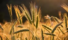 Около 10% спад на реколтата от зърно очаква Украйна