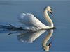 Лебед с Птичи грип е намерен в Гърция по поречието на река Еврос (Марица)