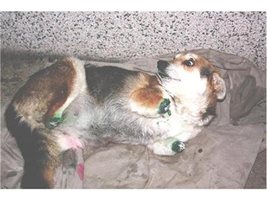 Българското кученце Мима, чиито крайници бяха жестоко отрязани.