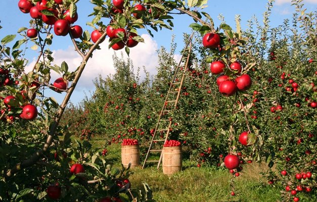 Втори прием по de minimis за плодове, зеленчуци, маслодайна роза и винени лозя от 26 октомври