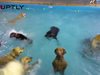 Куче, което не знае какво да прави в басейн, стана хит в интернет (Видео)