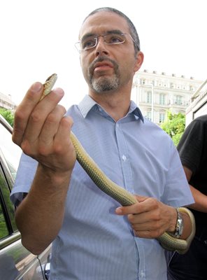 Огнян Тодоров държи смок от вида голям стрелец, заловен близо до детска градина в Пловдив.