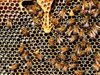 Пчелари излизат на национален протест