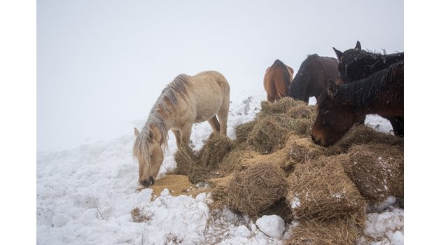 Безпомощните коне едва пристъпили към оставената им храна.