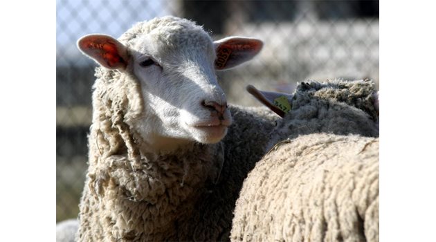 Овцата Доли е първото клонирано млекопитаещо.
