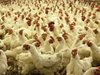 Служители на Агенцията по храните умъртвяват нехуманно животни в птицеферма