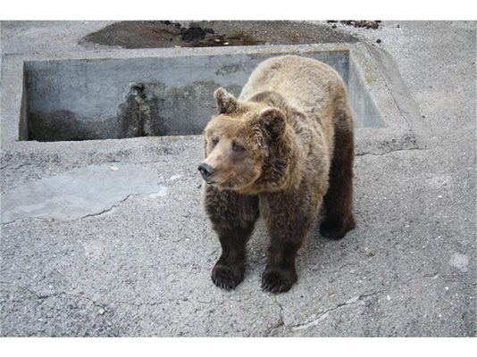 Покрай ловното стопанство "Кормисош" е бил построен и мечкарник, където били настанени и карпатски мечки. 
СНИМКА: АВТОРЪТ
