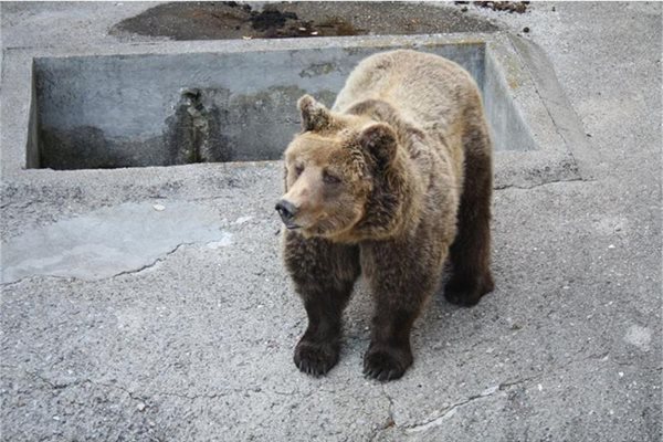 Покрай ловното стопанство "Кормисош" е бил построен и мечкарник, където били настанени и карпатски мечки. 
СНИМКА: АВТОРЪТ