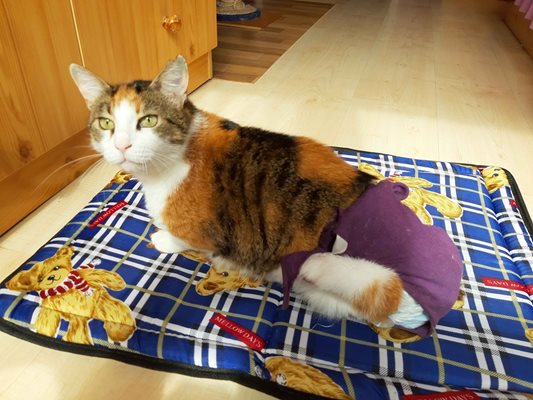 Котето Мими е парализирано