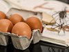 Северна Македония замрази цената на яйцата и ориза