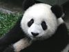Китай създава голям парк за панди