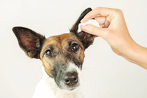 Почистване на кучето за по-добри слух и зрение