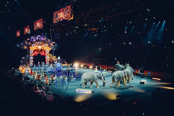 Диви животни в цирка няма у нас от години
