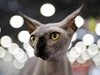 Измамници бръснат обикновени котки, продават ги за сфинксове