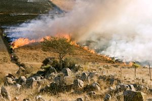 Паленето на сухи треви създава опасност от възникване на пожари