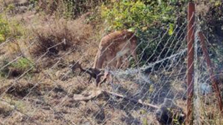 Спасиха заклещен в ограда елен