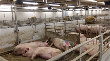 33 млн. лв. помощ за свиневъди през 2019 г.