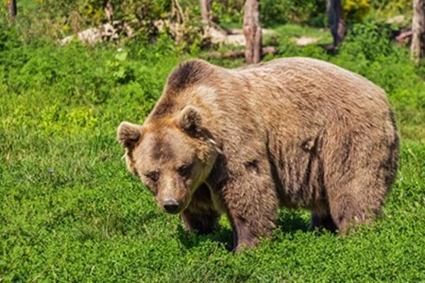 Кафява мечка СНИМКА: Pixabay