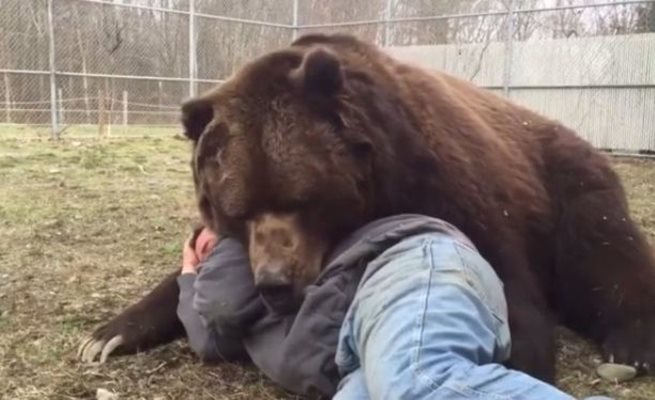 Мечка дава нежни прегръдки на човек (Видео)