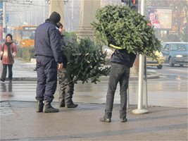 Стражари и апаши заради елхи в София