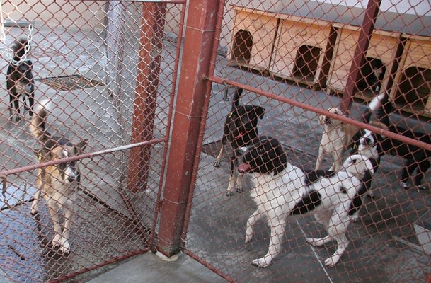 Кучетата в пловдивския приют ще се топлят с термопанели. Снимка: Евгени Цветков