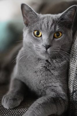 Котка СНИМКА: Pixabay
