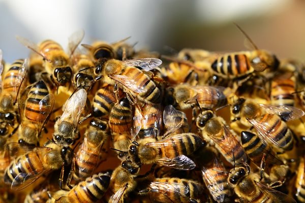 Пчелари твърдят, че украински мед се предлага като български   СНИМКА : Pixabay