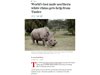 Търсят изгора в интернет на последния северен бял носорог