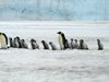 22-ма китайски туристи ще летят до Антарктида