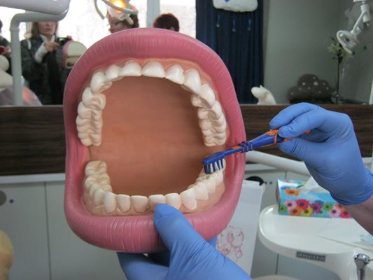 Детските зъболекари имат пособия, с които показват на малките правилата на добрата устна хигиена.  СНИМКА: АВТОРЪТ