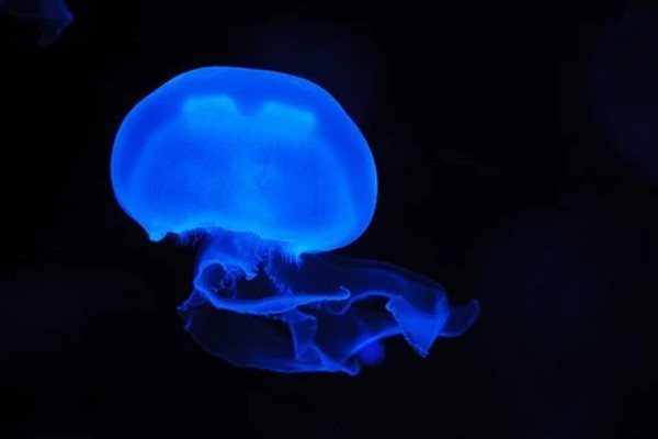Нашествие на медузи по бреговете на Израел