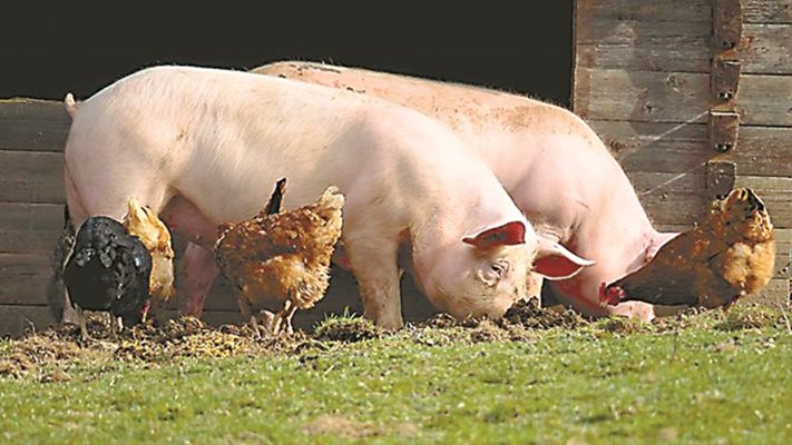 Африканска чума по свинете в Северна Македония
