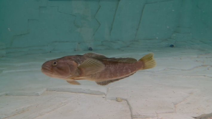 Риба от Антарктида плува в аквариум в пловдивския музей.
