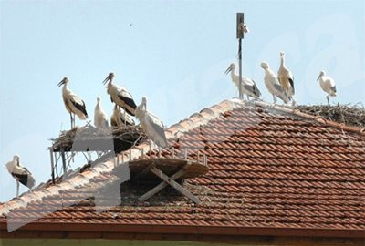 Покривът на училището в Белозем е осеян с щъркелови гнезда