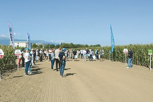 Успешният контрол на плевелите позволява царевичните хибриди да развият потенциала си