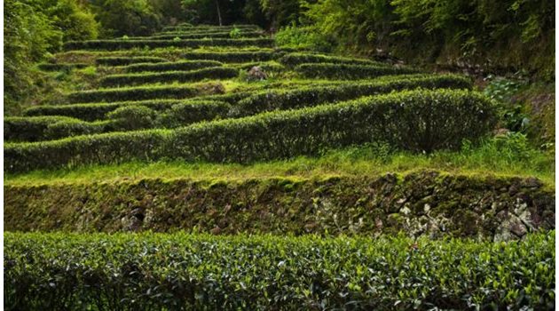 Чаени "тераси" могат да бъдат намерени из цялата провинция Фудзиен