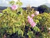 Учени: Глобалното затопляне намалява аромата на цветята