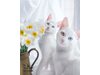 Вижте най-красивите котки - близнаци (Галерия)